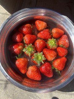 自己种出来的草莓就是甜