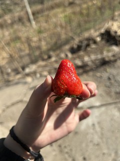 自己种出来的草莓就是甜