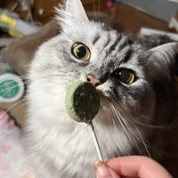 猫猫也有棒棒糖吃吗？！