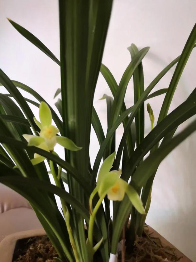 刘阁兰花盆栽怎么样 雪女很好,刚看到花苞就很惊喜,._什么值得买