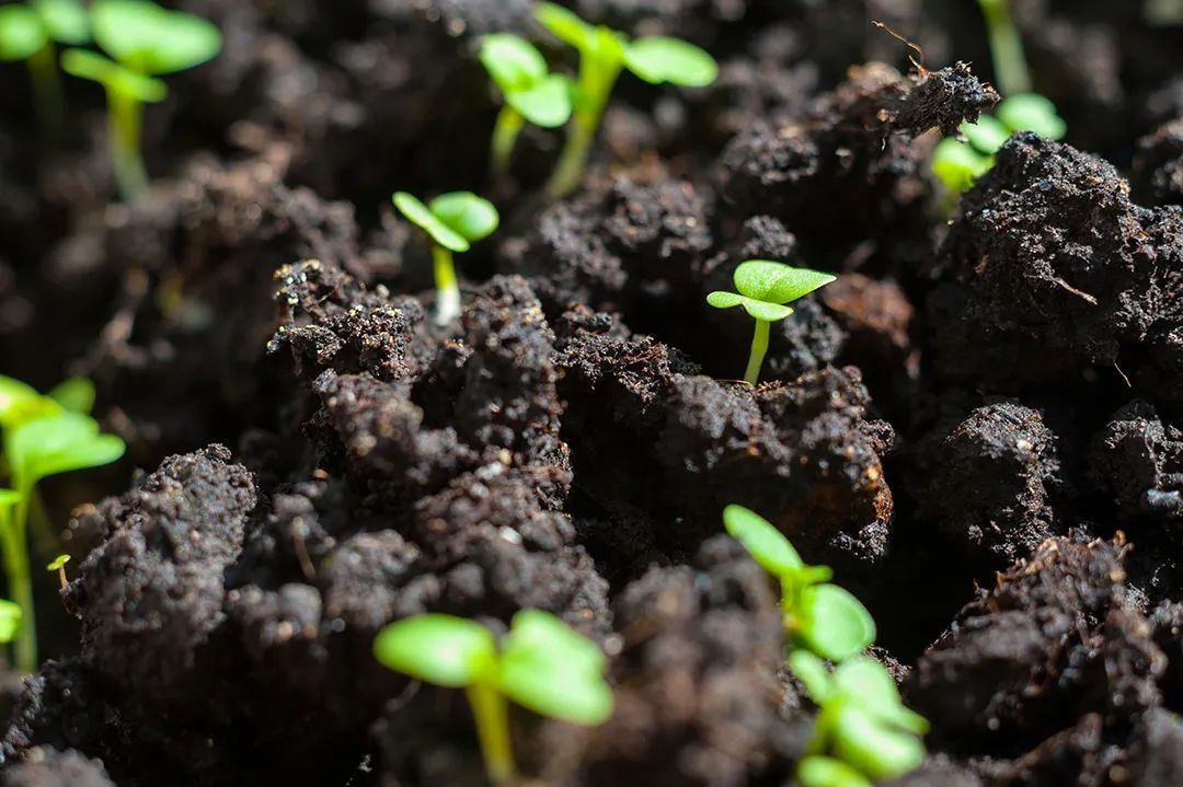 芥菜在中国究竟有多少个"分身"