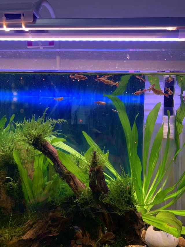 便宜，但是鱼儿爱吃！嘴小的鱼建议入手