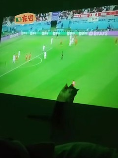 和小猫咪一起回看世界杯