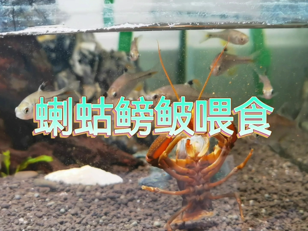 长白山蝲蛄抢食贴片鱼粮…