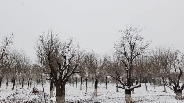 第一次回男朋友老家遇见了雪🌨️