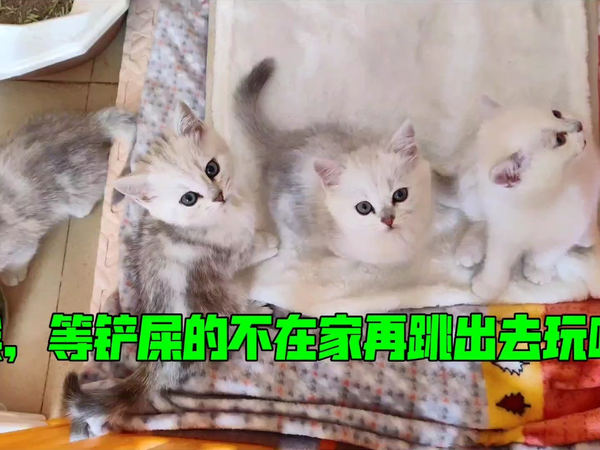 好可爱的一窝小猫咪，成天想着跳出来玩