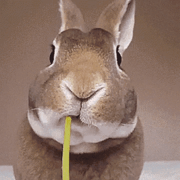 新年大展宏兔！养兔子要定期检查哪些项目呢？