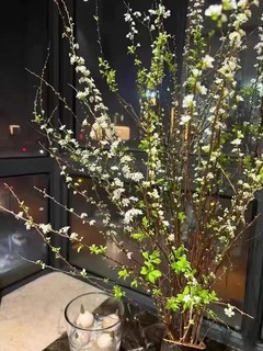 水培植物雪杨柳—静待花开