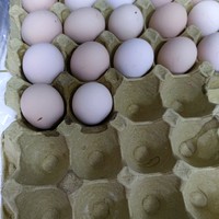 营养高纯天然鲜鸡蛋