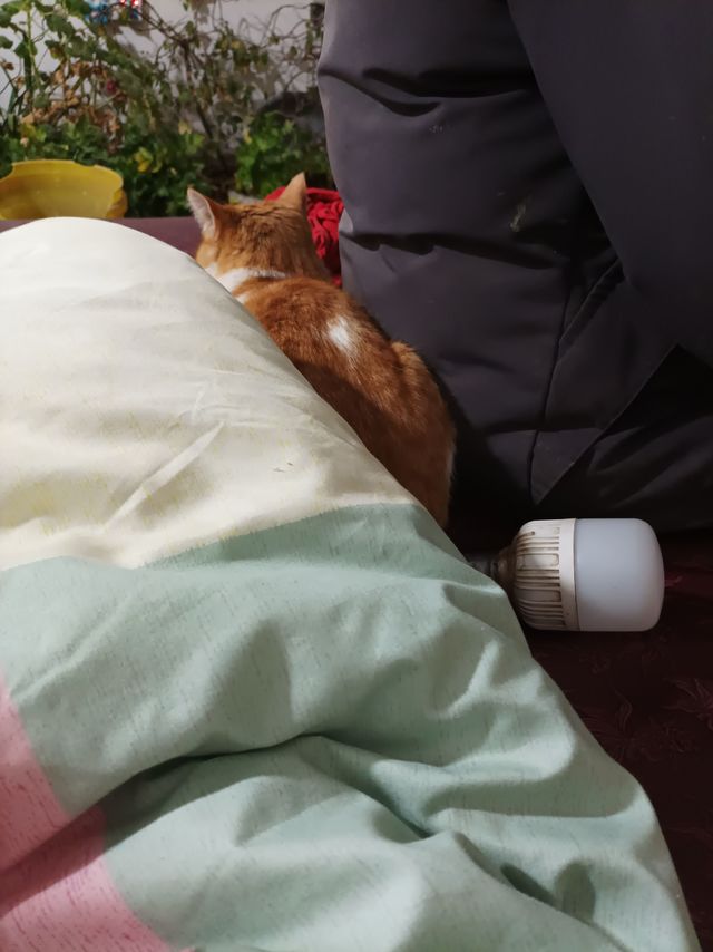 今天的修猫咪喜欢爸爸