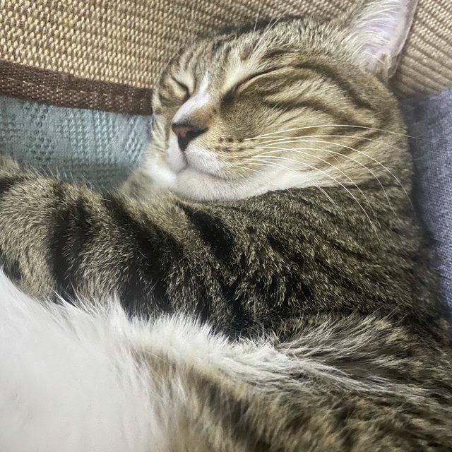 不一定好看，但一定实用的猫砂盆（省钱版）