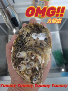 超大海蛎子！吃起来太爽啦！