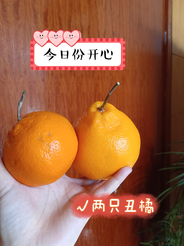 发现两只大丑橘，虽然我很丑，但是我很甜！