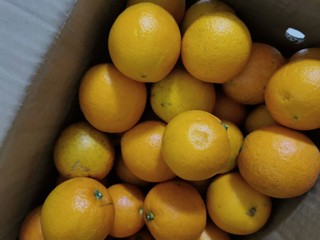 过年送水果就送赣南挤橙吧！