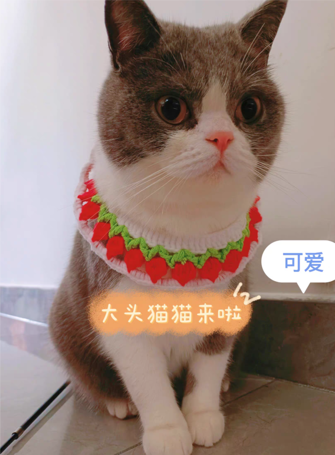 华元宠具猫咪服饰