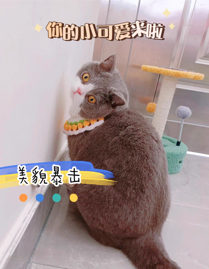 华元宠具猫咪服饰