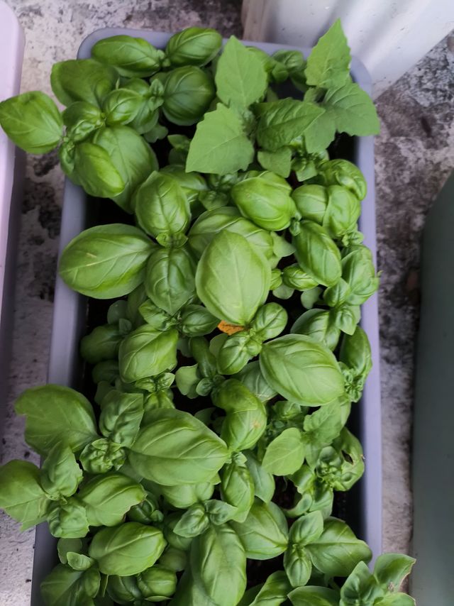 重启我的种香料计划