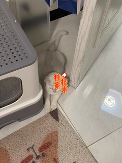 顶入式猫砂盆真的比普通的好用太多