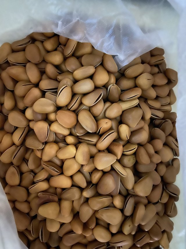 怪不得松子那么贵