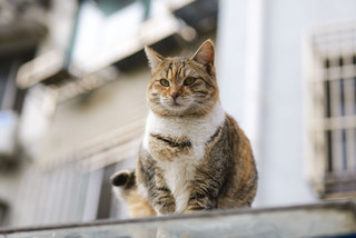 通过松下S5二代，胖猫猫们也要骗年夜饭呀