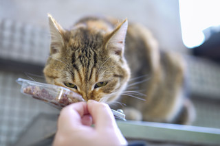 通过松下S5二代，胖猫猫们也要骗年夜饭呀