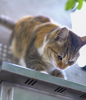 通过松下S5二代，胖猫猫们也要骗年夜饭呀