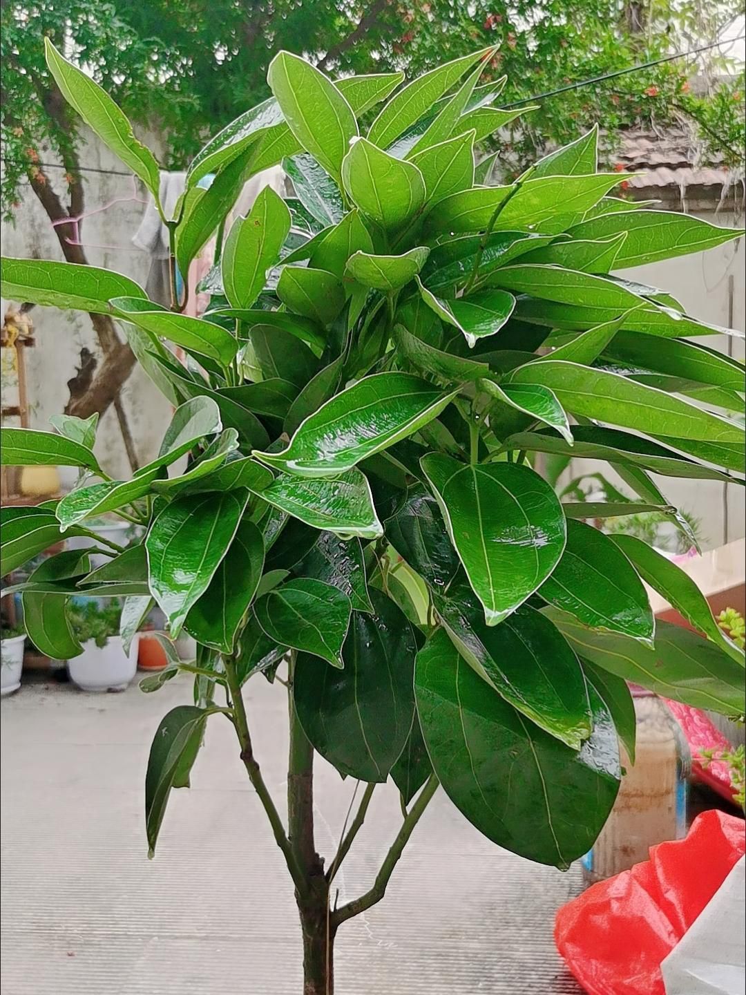 客厅办公室室内盆景平安树绿植物花卉