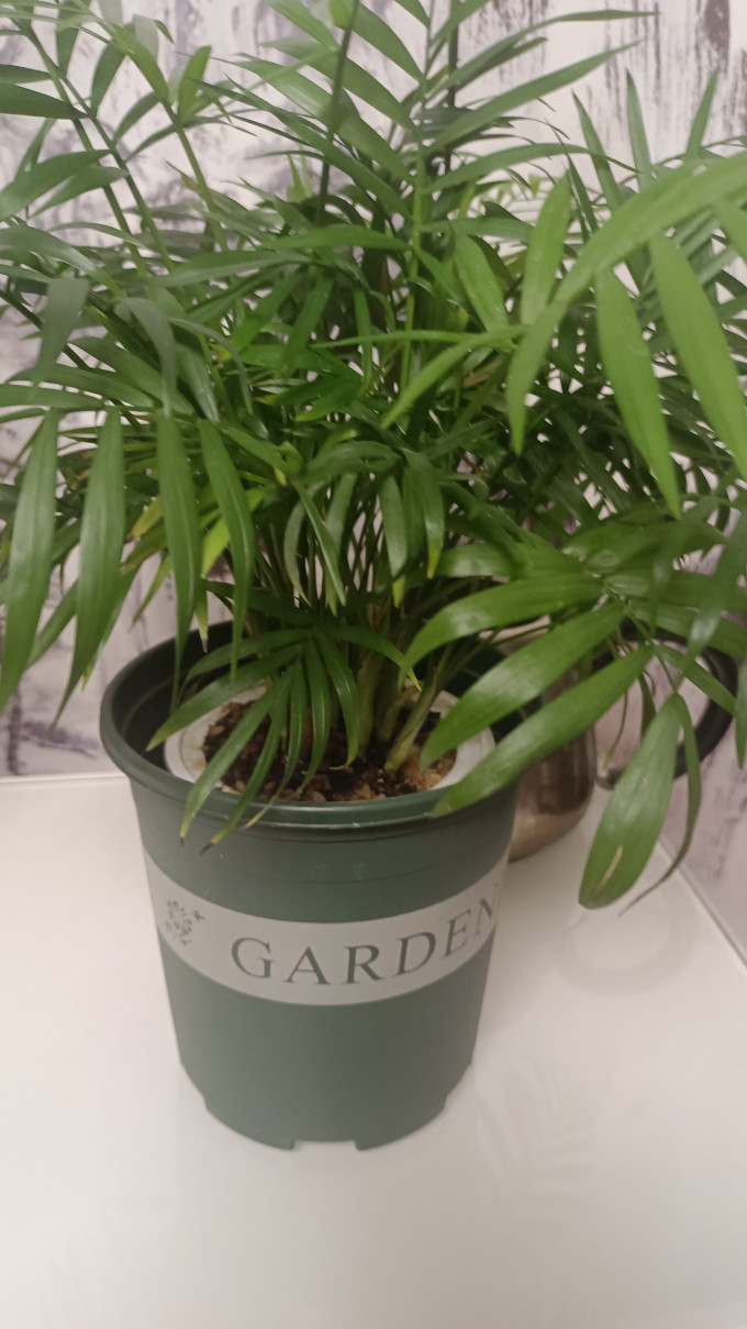 办公室桌面椰子小盆栽