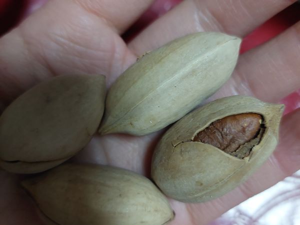 新货奶油味碧根果500g袋装包邮坚果炒货零食