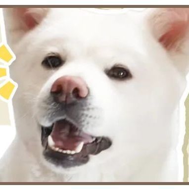 万人血书的爱肯拿，美版的能不能喂？