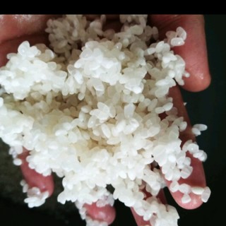 软糯糯香喷喷的大米，给我整迷糊了