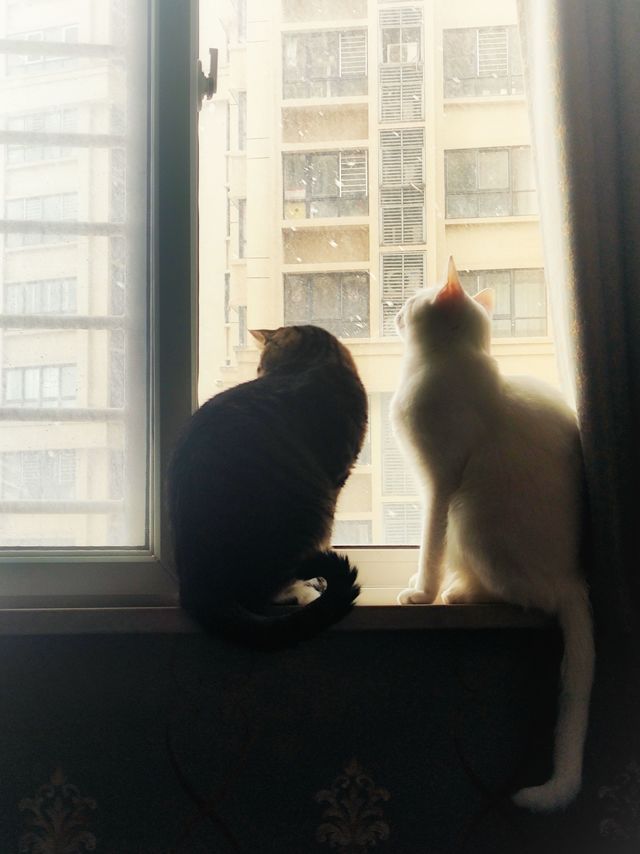 给过年留守的猫咪添置新电器