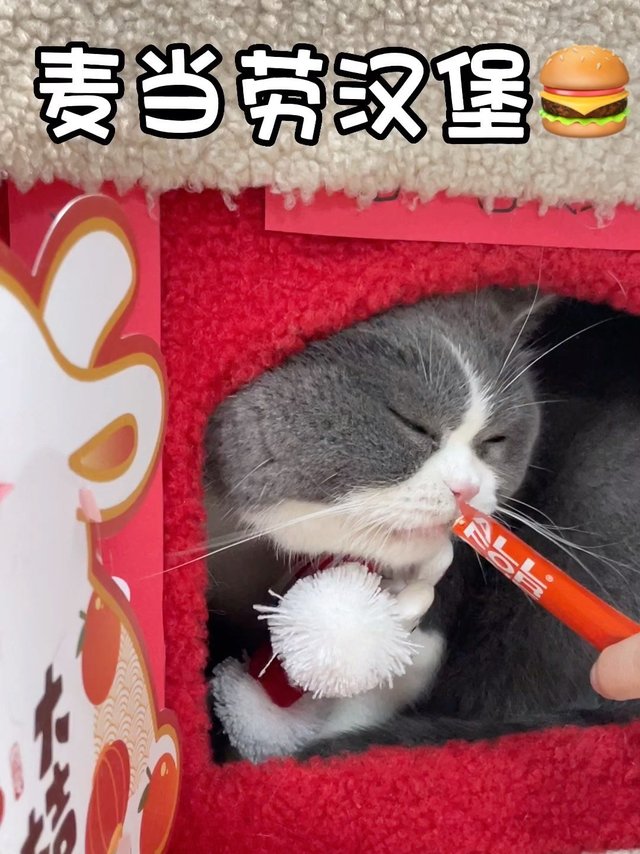 小猫咪想吃😋