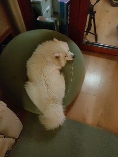 ​连狗子都喜欢的懒人沙发真的可以！