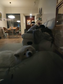 ​连狗子都喜欢的懒人沙发真的可以！