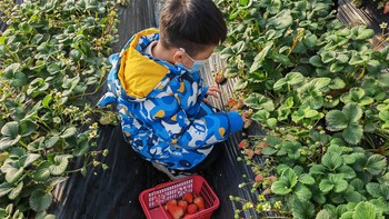 食品饮料 篇二十六：重启搁置计划亲子采摘草莓计划！ 