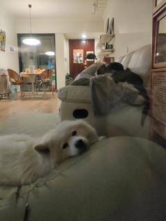 我的猫和狗子都喜欢的懒人沙发！