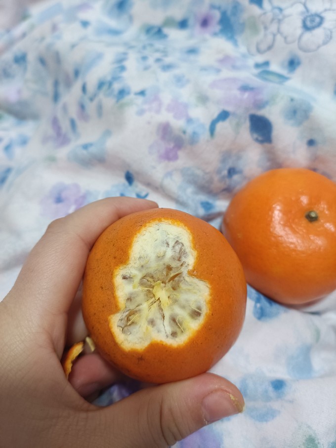 京觅橘/桔