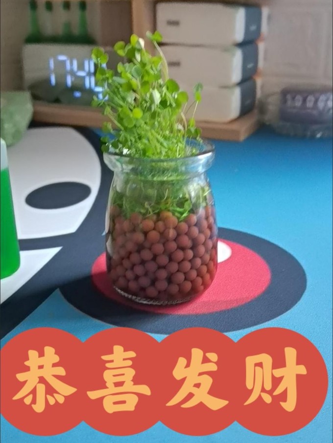 鲜花绿植