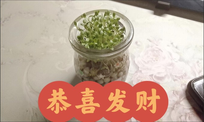 鲜花绿植