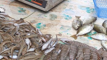 海鲜市场常见的一些小杂鱼