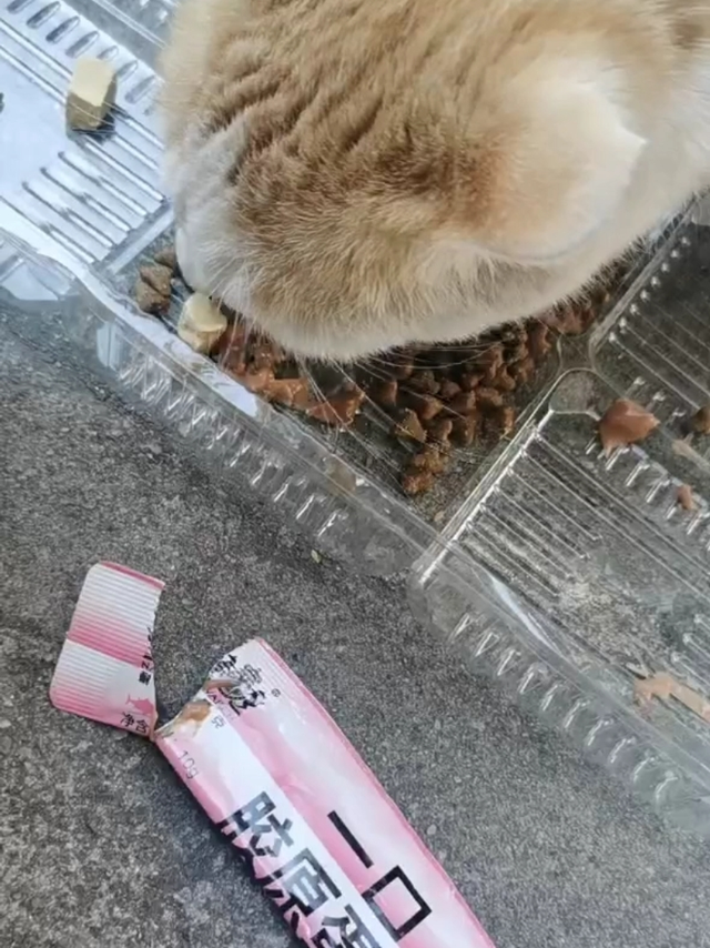 小喵喵最爱的肉酱猫条