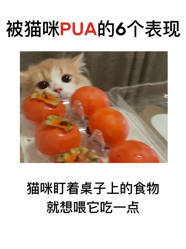 被猫咪CPU的6个表现|本人自愿接受猫咪的 KT