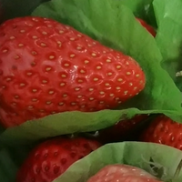 红红的新鲜的大草莓你要吃一个吗？