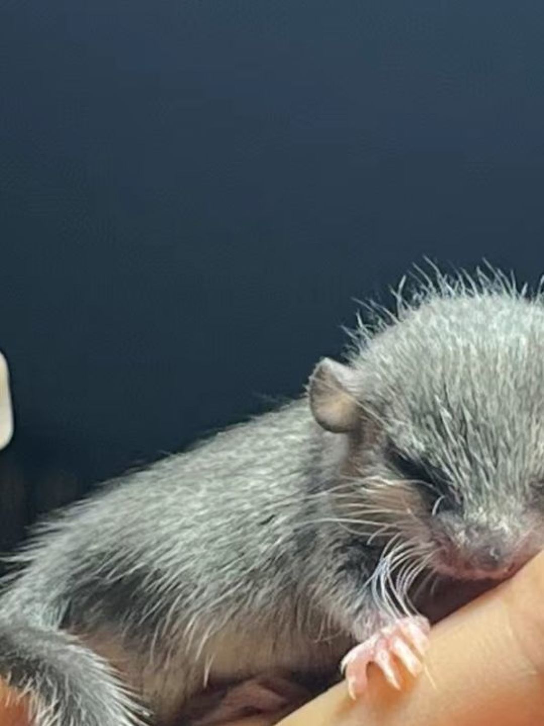 自家养殖的西班牙睡鼠活拇指鼠口袋睡鼠宿舍