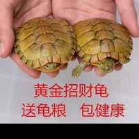 乌龟活物宠物红耳龟苗情侣小乌龟活体超大巴西龟深水龟活泼招财龟