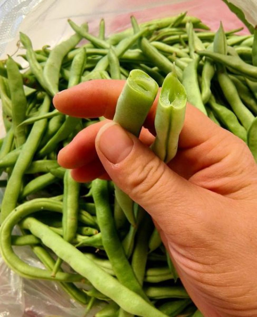 四季豆新鲜芸豆豆角