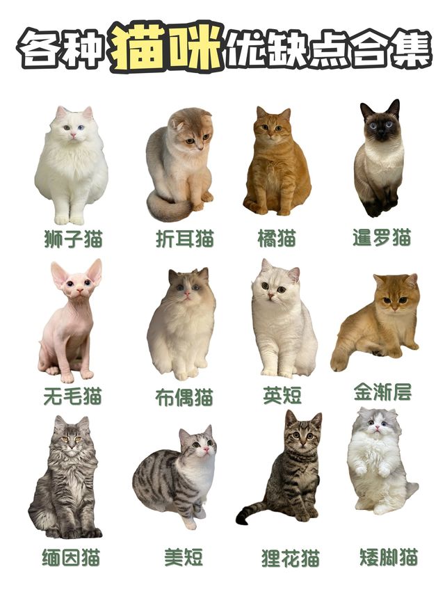 ​各种猫咪优缺点对比合集｜新手养猫