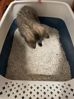 汤圆用的第一款猫砂，花丢丢猫砂