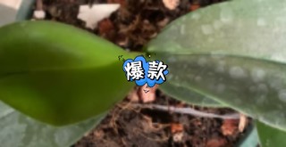 保护花花草草，从我做起